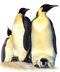 Une famille de manchots